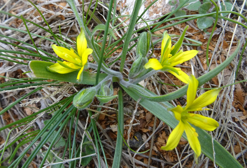 Gagea sp. - Liliaceae